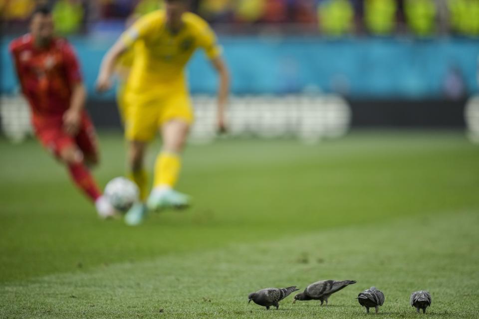 Pigeons on the pitch during the Euro 2020 soccer championship group C match between Ukraine and North Macedonia at the National Arena stadium in Bucharest, Romania, Thursday, June 17, 2021. (AP Photo/Vadim Ghirda, Pool)