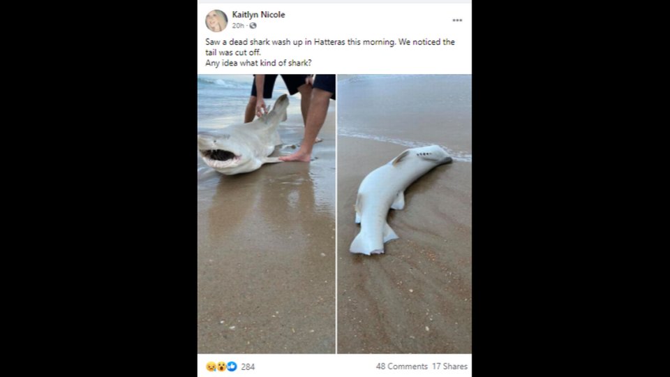 This shark was found on Hatteras Island without its tail, igniting a debate on what happened to the predator.