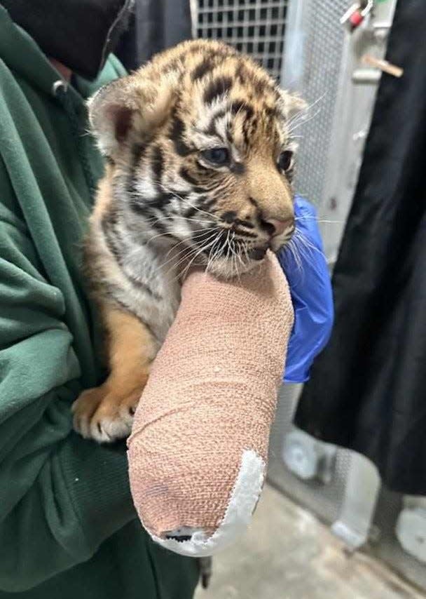 Mina, a Malayan tiger cub at Jacksonville Zoo and Gardens, shows off the splint on her broken leg. She later underwent surgery to repair the injury.