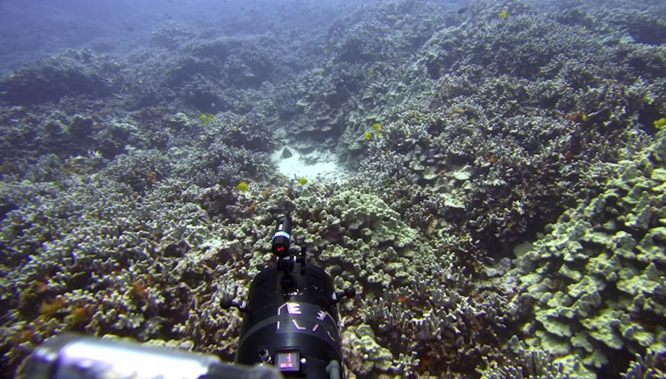 In this Sept. 13, 2019 image taken from video provided by Arizona State University's Center for Global Discovery and Conservation Science, ecologist Greg Asner dives over a coral reef in Papa Bay near Captain Cook, Hawaii. "Nearly every species that we monitor has at least some bleaching," Asner said. (Greg Asner/Arizona State University's Center for Global Discovery and Conservation Science via AP)