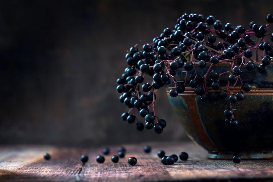 Von schwarzen Holunderbeeren sollten Sie ebenfalls die Finger lassen, wenn sie roh sind. In ihnen ist der Giftstoff Sambunigrin enthalten, er kann Blausäure freisetzen. Wer rohe Holunderbeeren in großen Mengen zu sich nimmt, riskiert Erbrechen, Magenbeschwerden, Schüttelfrost und Durchfall. (Bild: iStock / Maren Winter)