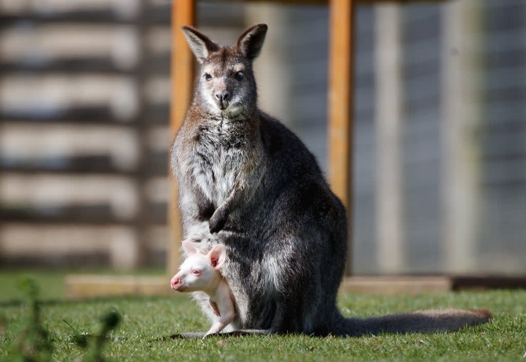 A file picture of an baby wallaby with his mother  (PA Wire)