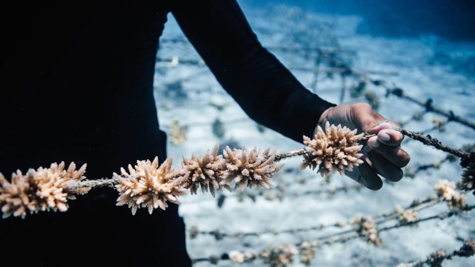 Coral Gardeners