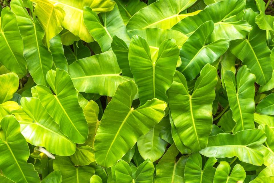 Philodendron 'Burle Marx'