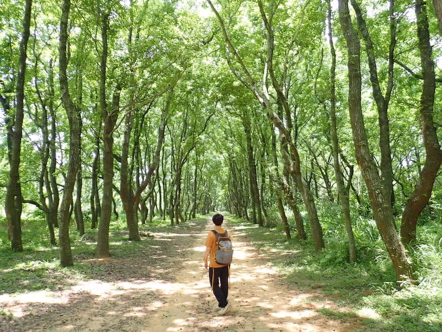 苗栗老崎古道（頭份後花園步道）