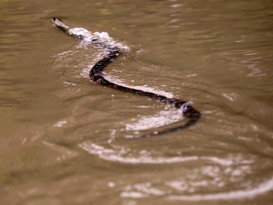 snake flood louisiana