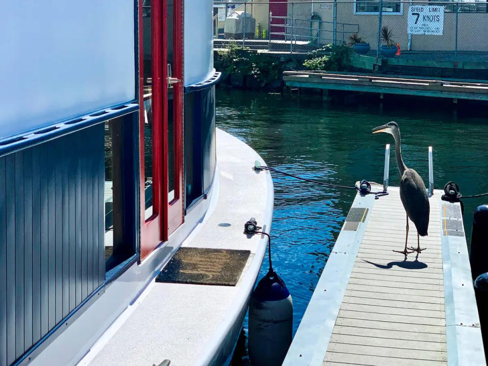 Ein Vogel steht auf einem Steg neben einem Hausboot.  - Copyright: "It's a very serene and calm way of life compared to downtown," Kate Fincham, 35, told BI. Her houseboat is moored in Bluffers Park Marina, about 30 minutes from downtown Toronto.  "There are lots of woodlands and trails by the water, and two beaches as well," Fincham added. She spends her summer mornings kayaking on the lake.