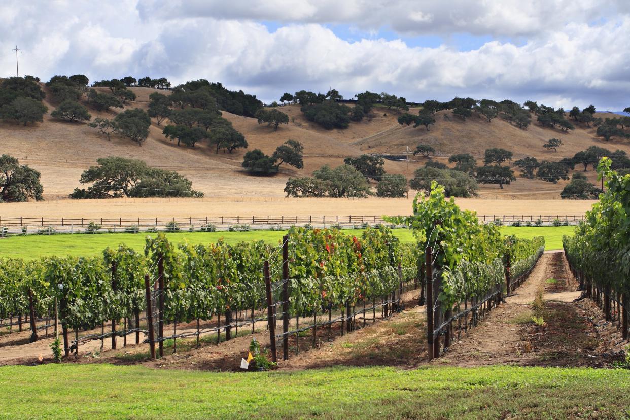 vineyard in Santa Barbara, CA