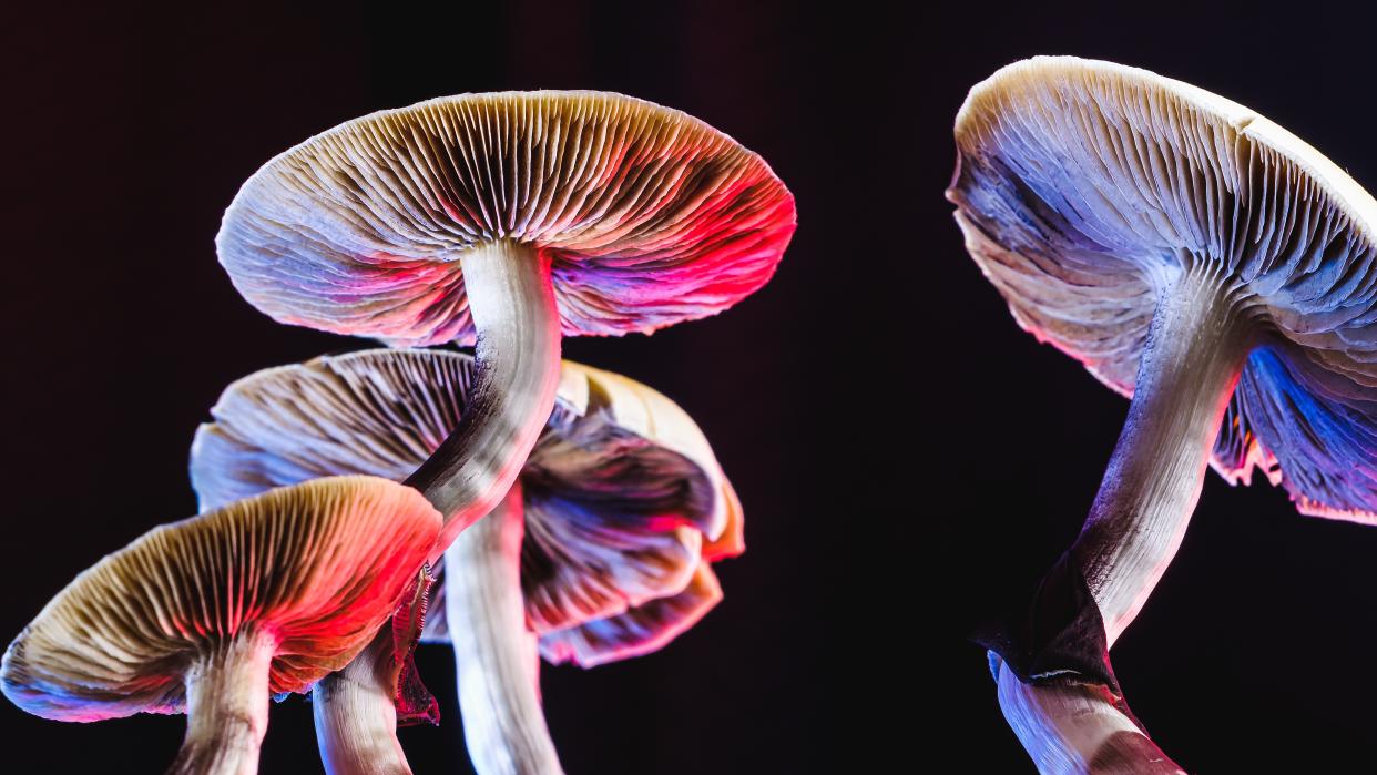  mexican magic mushrooms lit in pink and blue lights with a black background 