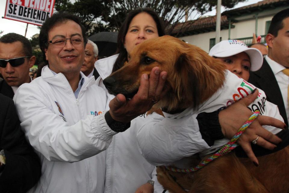 El restituido alcalde de Bogotá Gustavo Petro, centro, acaricia a su perro Bocata cuando camina hacia la alcaldía en Bogotá, Colombia, el miéroles 23 de abril de 2014. (AP Photo/Fernando Vergara)