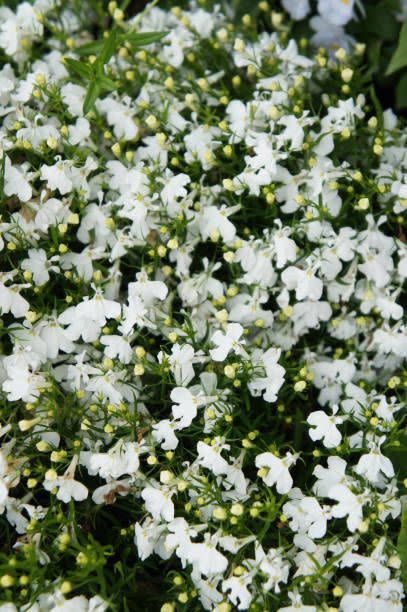 types of white flowers lobelia