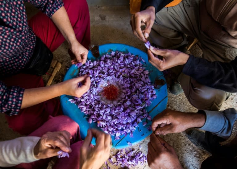 Saffron farmers in southern Morocco are proud of the coveted spice they produce