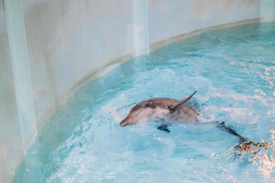 Officials said a dolphin is recovering at a Florida aquarium after being found stranded off the coast last week.