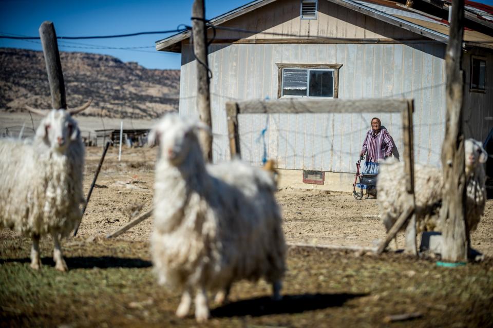 Helen Nez and her sheep. (Photograph by Mary F. Calvert)