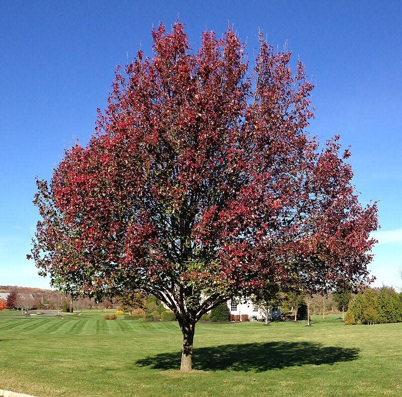 Callery pear is an invasive species in Athens-Clarke County. If left uncontrolled invasive plants can form a monoculture in which no native plants can survive.