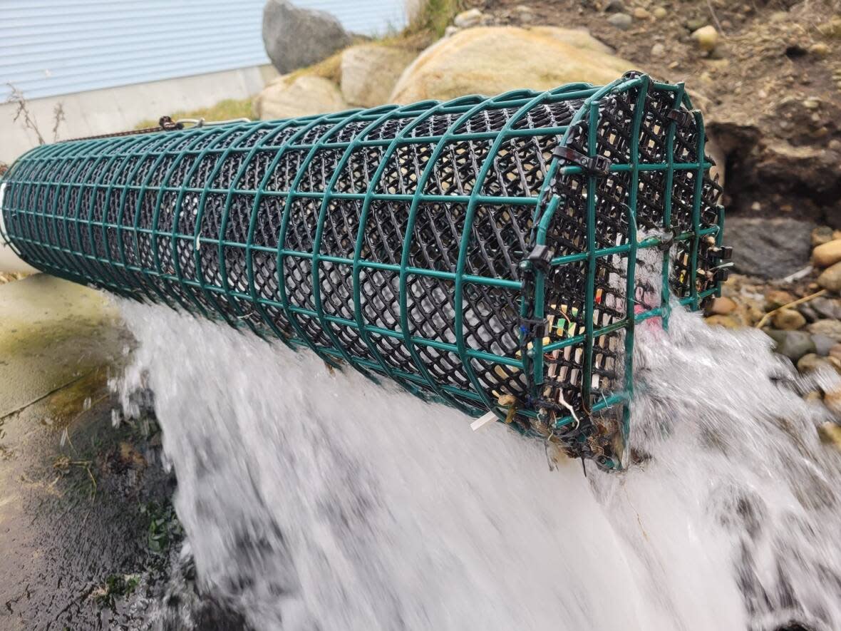 Newly installed screens on a discharge pipe near a fish plant in West Head, N.S.  (Angela Riley/Facebook - image credit)