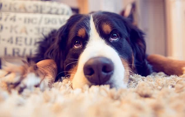 Dogs understand more than we think. Photo: Getty Images