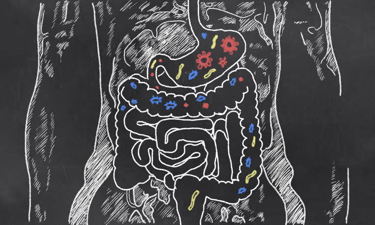 ¿Qué tienen que ver las bacterias intestinales con la obesidad?