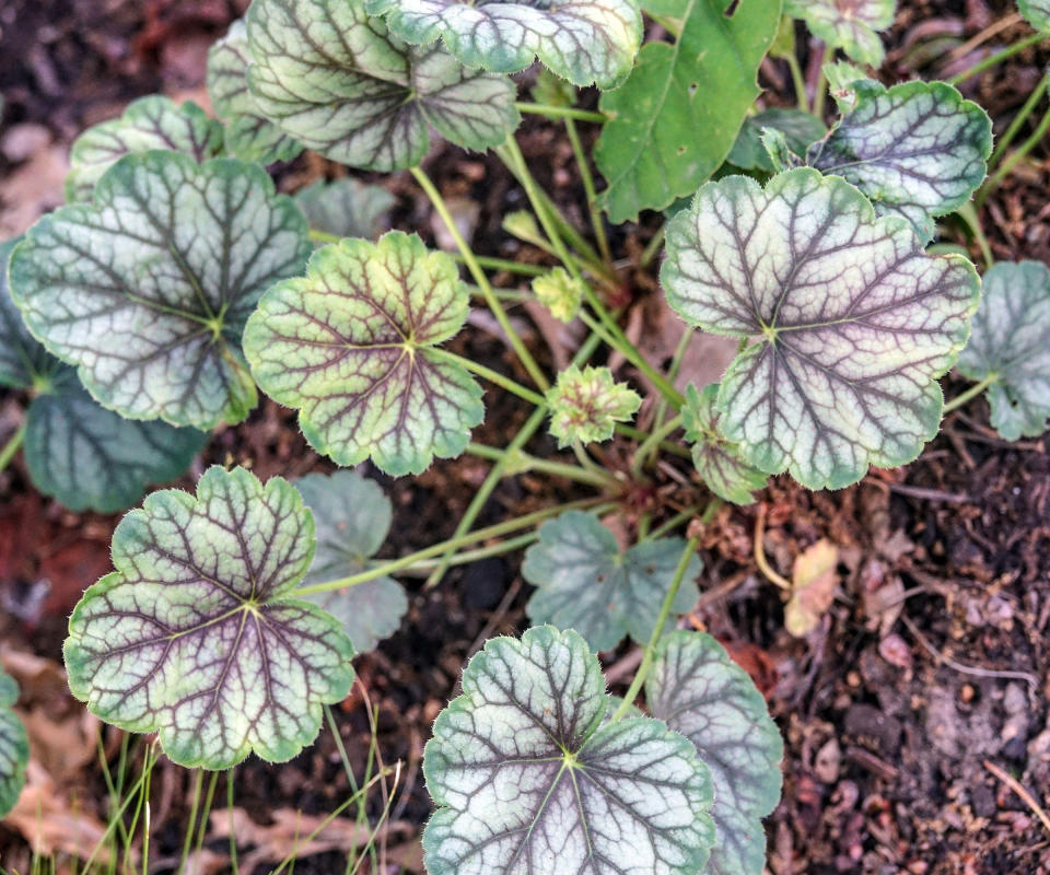 Heuchera 'Peppermint Spice'