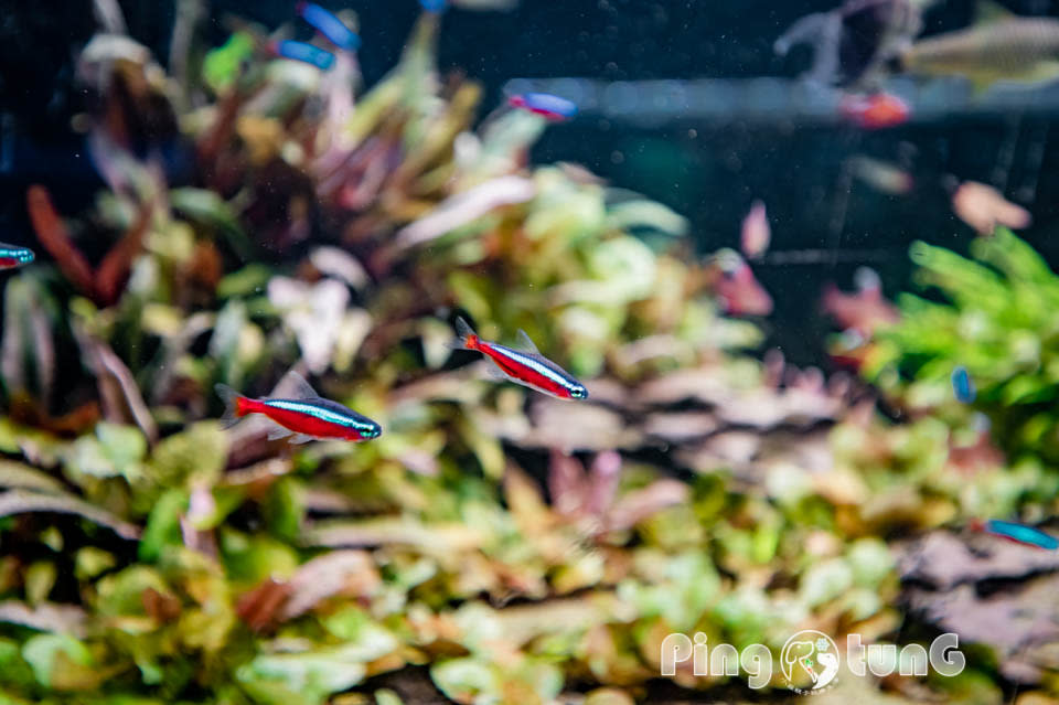 屏東農業科技園區觀賞水族展示廳