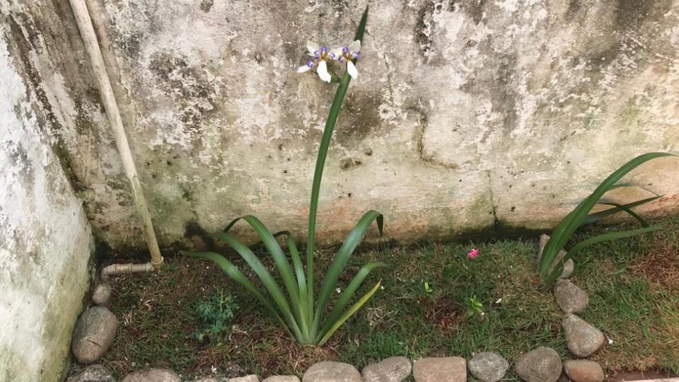 La foto muestra el área del jardín con una flor.