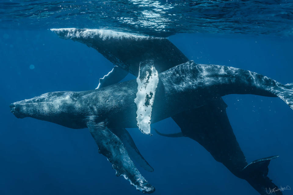 photographers captured the sexual encounter of two adult male humpback whales in the waters west of Maui, Hawaii on Jan. 19, 2022. (Lyle Krannichfeld and Brandi Romano)