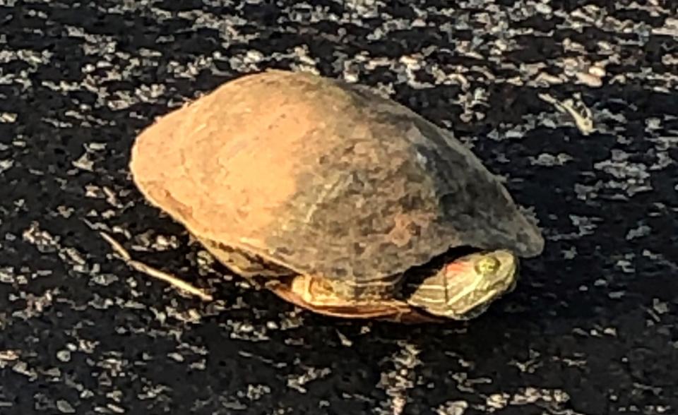 Red-eared slider turtle seen in Iowa Park near Johnson Road.