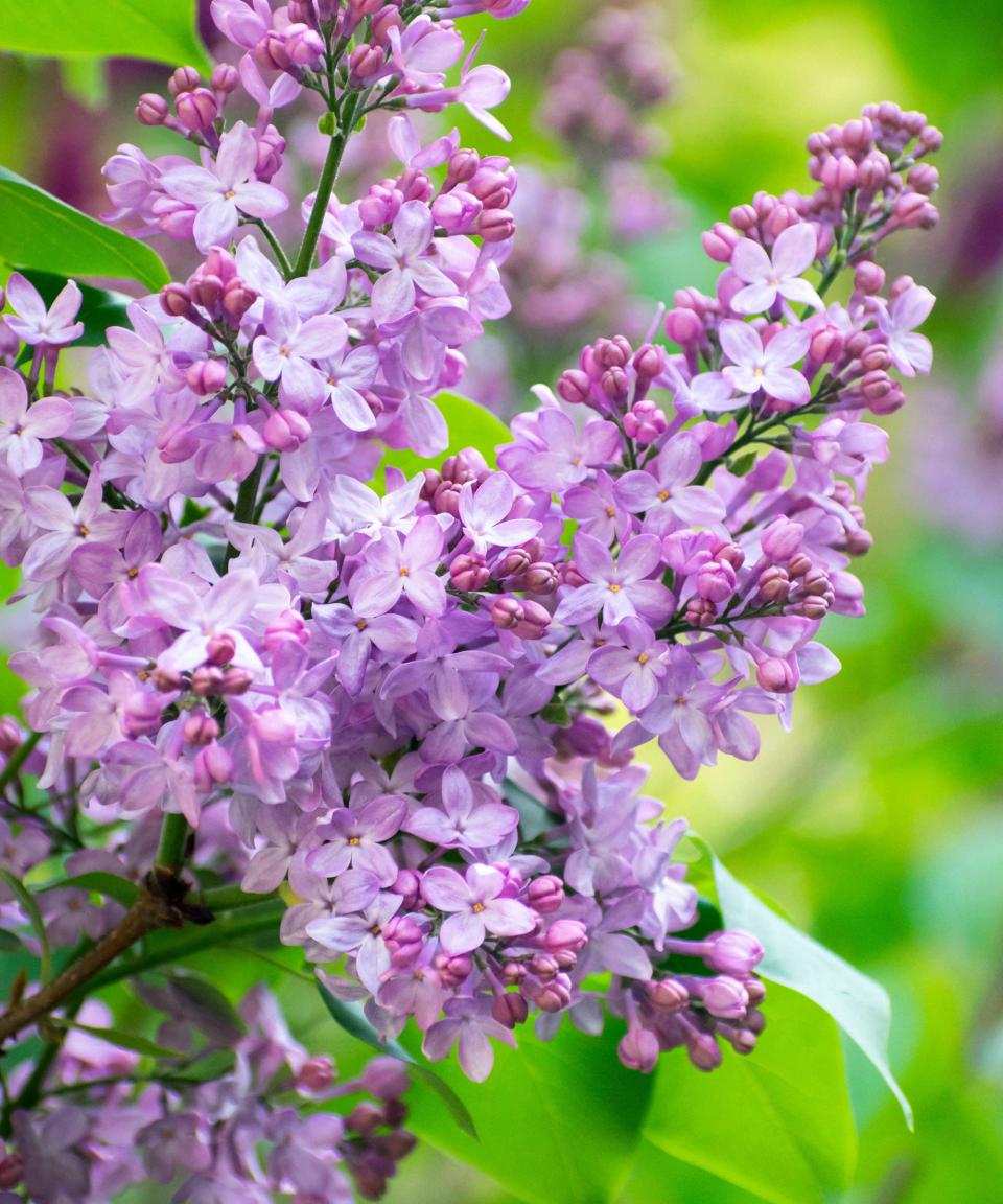 lilacs