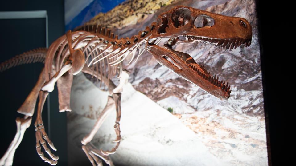  A photo of a dinosaur skeleton displayed at a museum against a lit backdrop. 