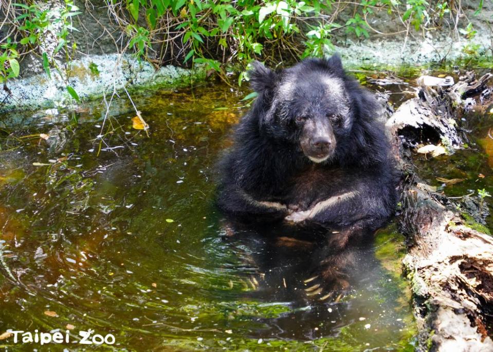 台北市立動物園為推動黑熊保育工作，將分四梯次舉辦「黑熊Let’s Go」夏令營，並自七月二十七日起報名。（台北市立動物園提供）