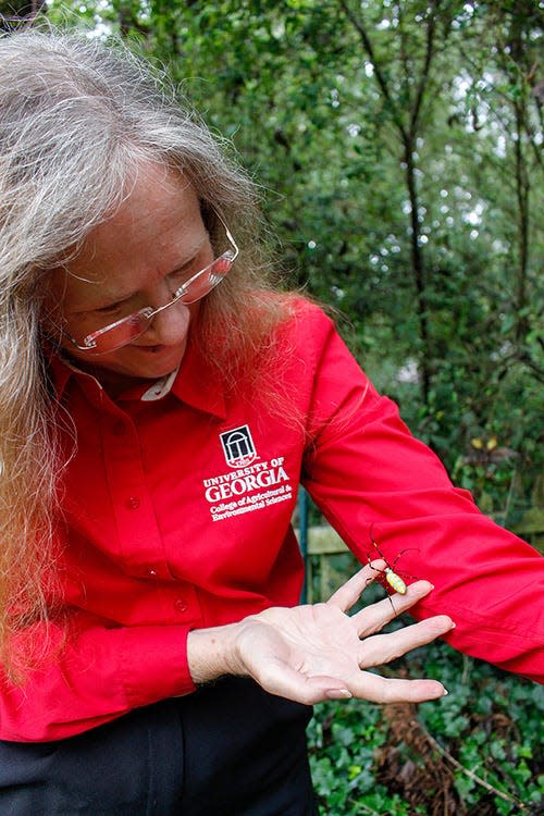 Entomologist Nancy Hinkle interacts with an adult female Joro spider, which she says provides "free pest control."