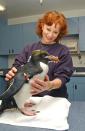 <p>Reba might be a world-class singer, but she’s also a friend to marine life. Here, she’s seen with a penguin she cuddled up with during <a href="https://www.countryliving.com/life/entertainment/a19760331/reba-mcentire-narvel-blackstock-divorce/" rel="nofollow noopener" target="_blank" data-ylk="slk:her family’s;elm:context_link;itc:0;sec:content-canvas" class="link ">her family’s</a> 2004 vacation to SeaWorld San Diego.</p>