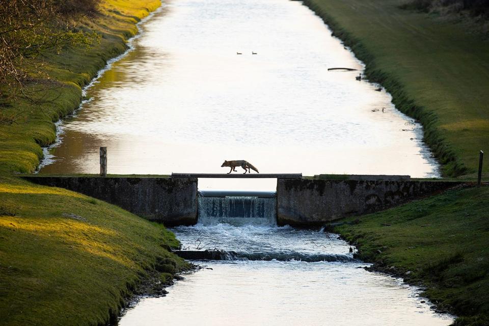 A fox crossing a bridge.