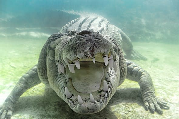 Fear missing man killed and eaten by crocodile in Australia