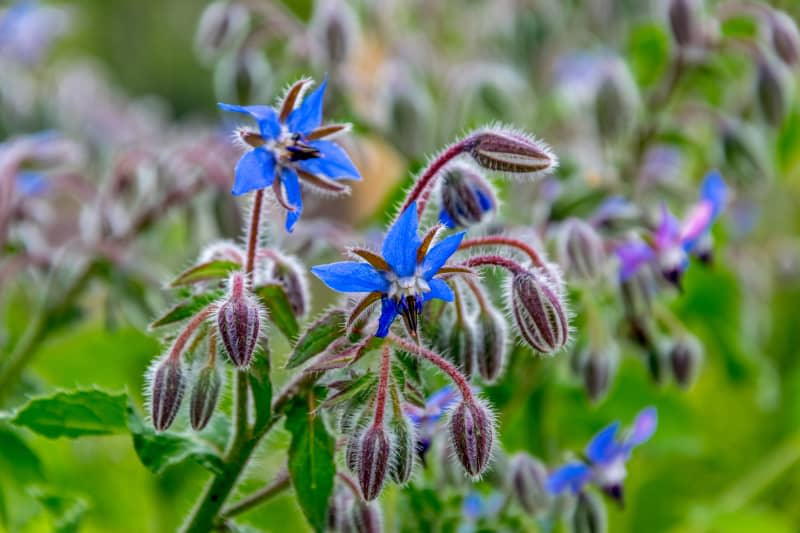 blue borage (starflower) blooms in the garden