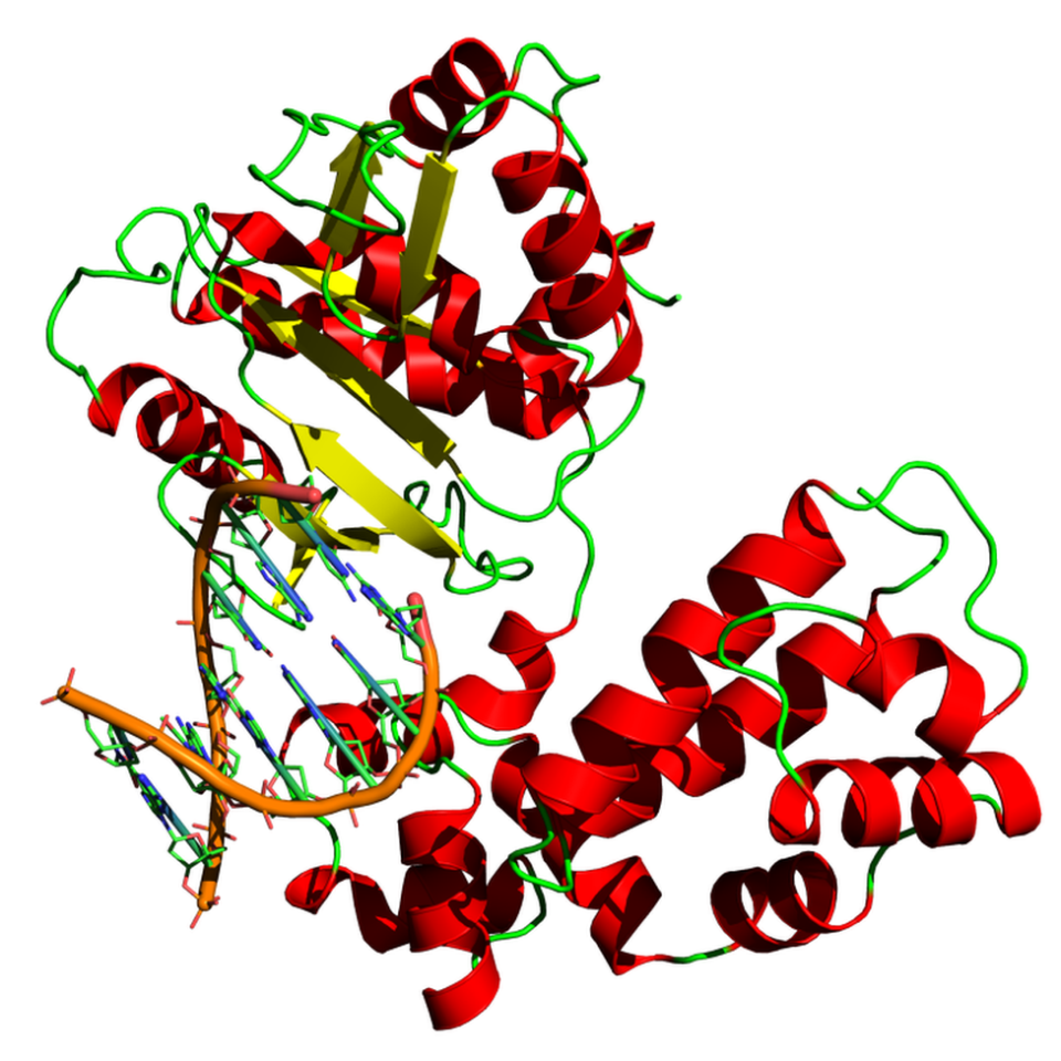 Estructura del ADN