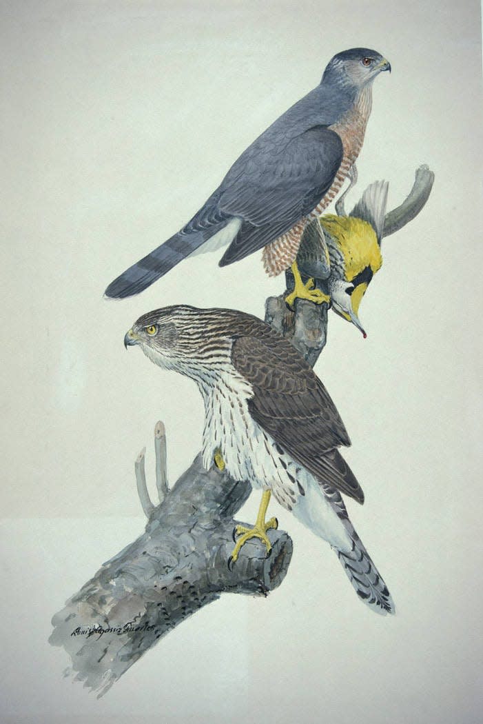 The Cooper's Hawk, shown here in a painting by Louis Agassiz Fuertes, could be getting a new name soon.