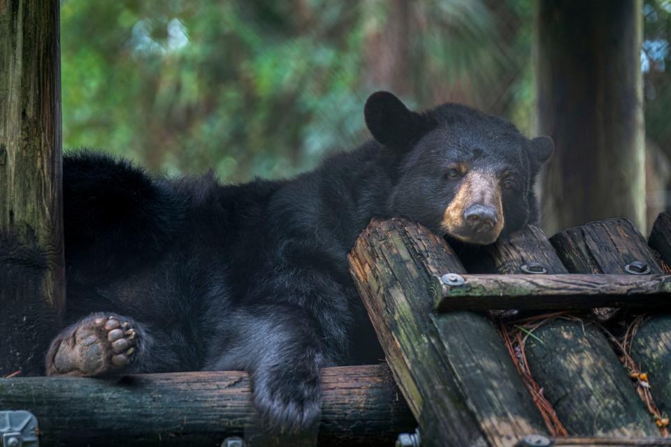 Teyha, a brown black bear lounges on a platform at the Busch Wildlife Sanctuary in Jupiter on September 16, 2022.