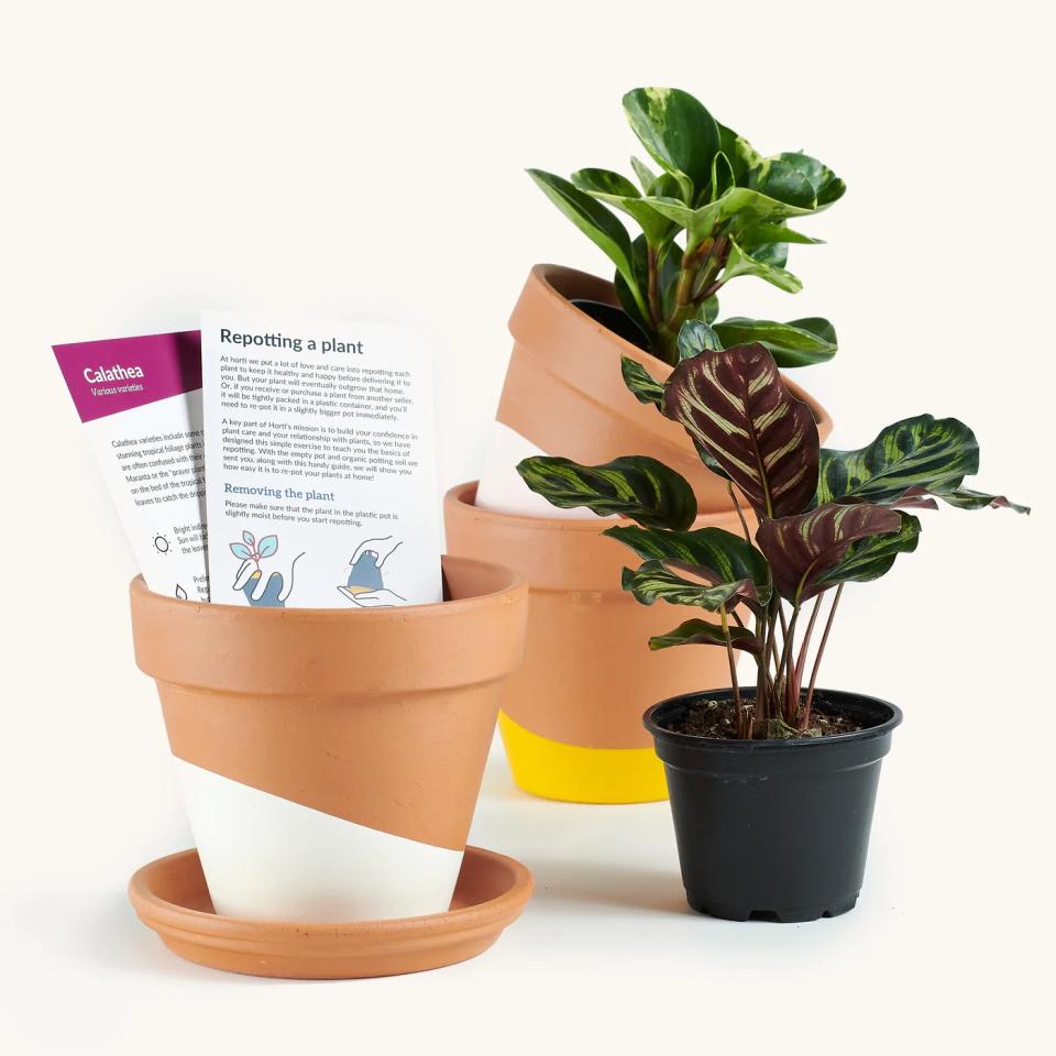 Horti Plant Subscription Service