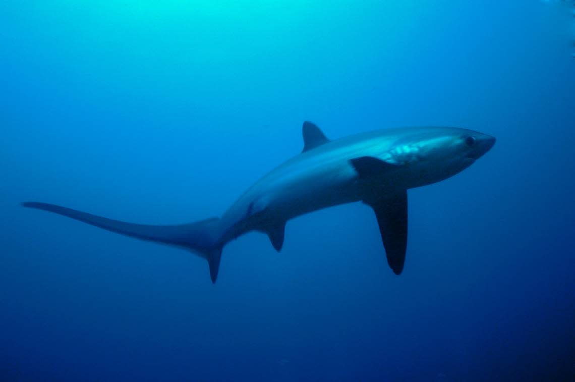 Thresher sharks (Alopias vulpinus) are known for their long, thresher-like tail. aspas/Getty Images/iStockphoto