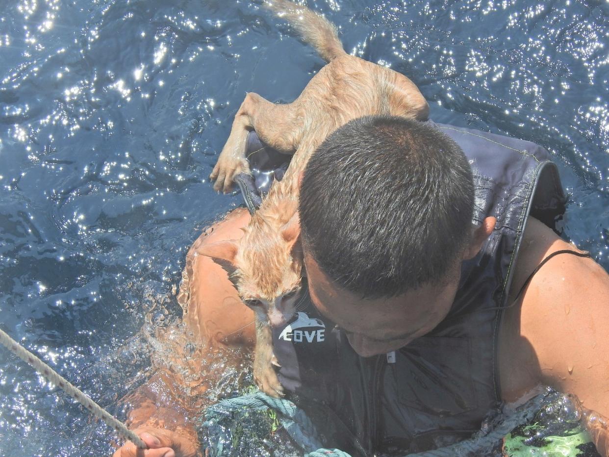 <p> Cuatro gatos fueron rescatados de un barco abandonado que se hundía y que se incendió en el mar de Andaman por los marineros de la Armada de Tailandia</p> (PO1 WICHIT PUKDEELON via REUTERS)