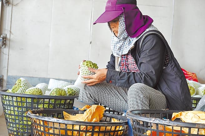 12月是台東鳳梨釋迦產季，鹿野大原地區的釋迦集貨場裡冷清清。（蔡旻妤攝）