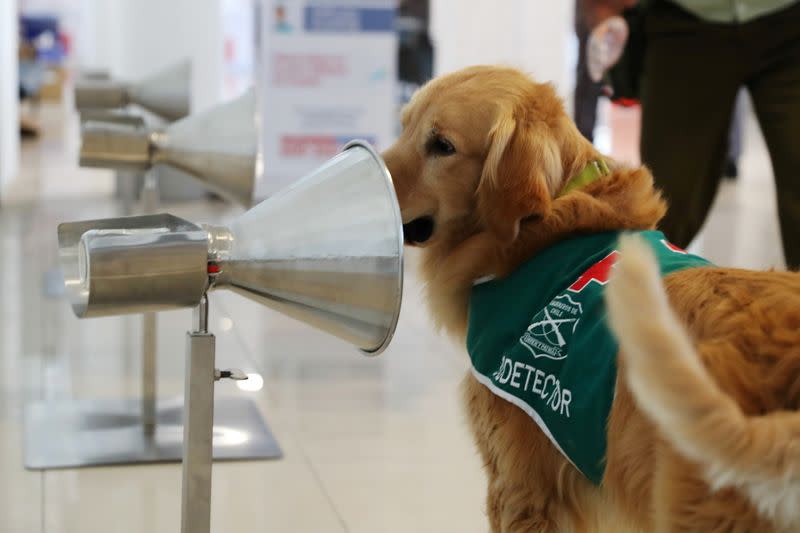 Sniffer dogs trained to detect the coronavirus disease (COVID-19) in highly frequented places in Santiago