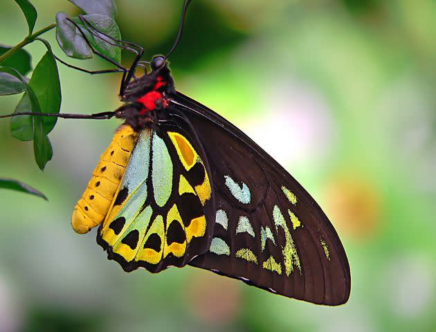 Bernard Spragg NZ / Flickr / Public Domain Cairns birdwing butterfly