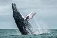 <p>A Humpback whale jumps in the surface of the Pacific Ocean at the Uramba Bahia Malaga National Natural Park in Colombia. (Getty) </p>