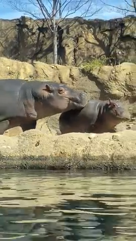 How cute is this duo? The Cincinnati Zoo's baby Fritz and big sister Fiona have fun romping around Hippo Cove. See zoo babies big and small during the month of May.