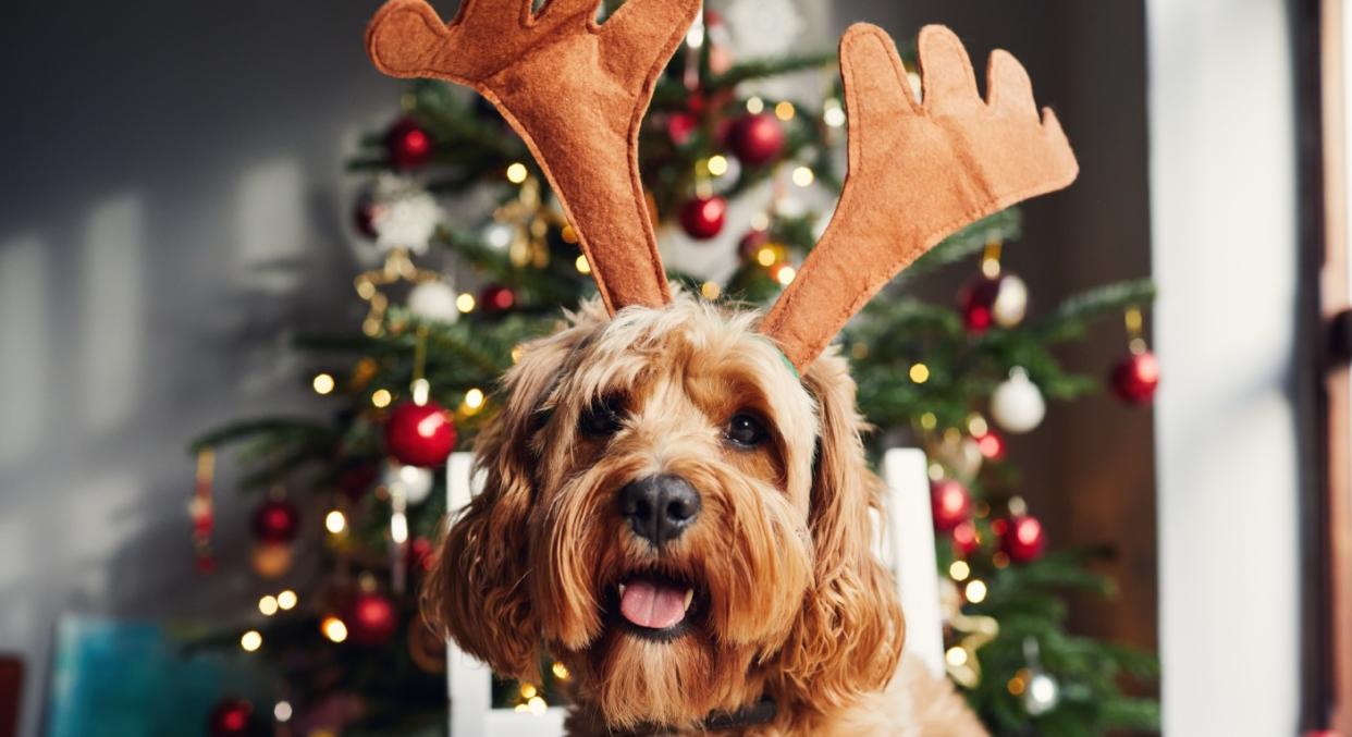 You can now buy Christmas puddings for your dog. (Getty Images) 