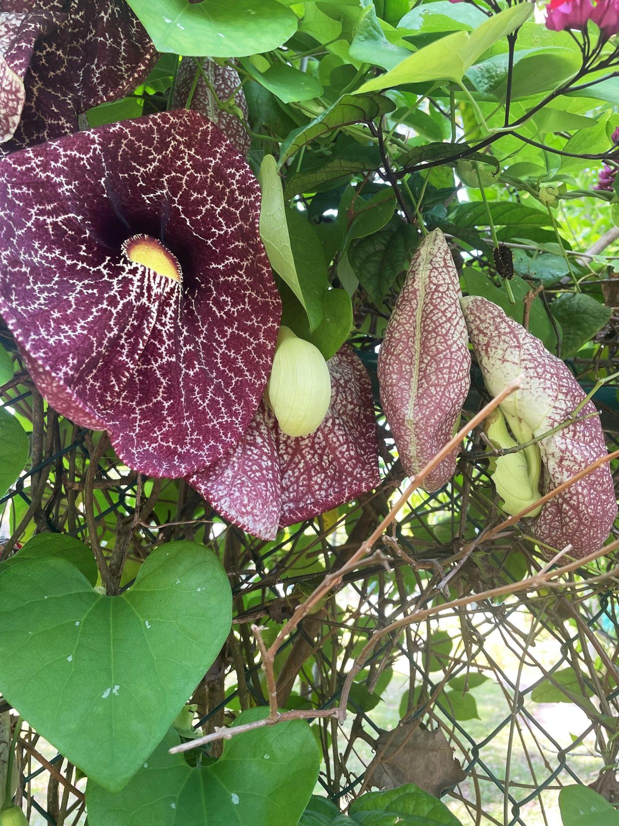 Take care when choosing a vine for your garden, as quite a few have been listed as invasive species. Dutchman’s pipe (Aristolochia littoralis), above, may catch your eye, but are now on the category II invasive species list (FISC).