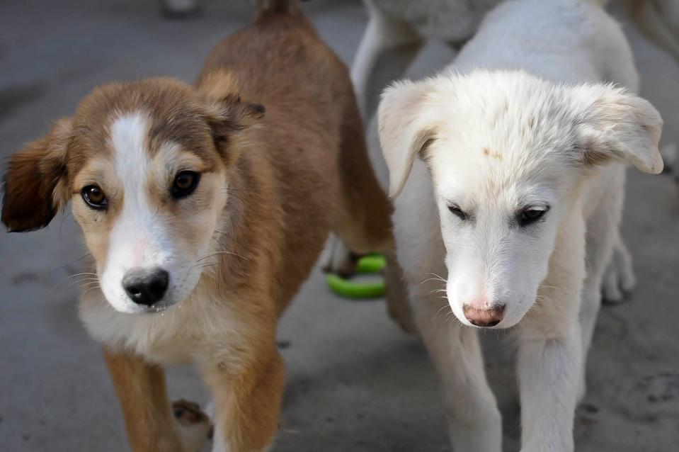 Nowzad staff could be forced to put down the 140 dogs in their care because the Taliban regard the animals as unclean (Ben Birchall/PA) (PA Archive)