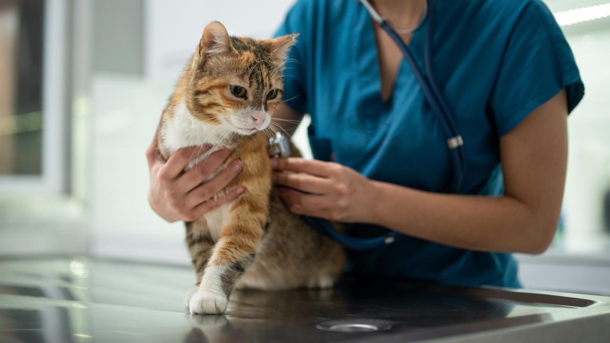  Close-up of female vet examining a kitten with stethoscope in vet clinic. 